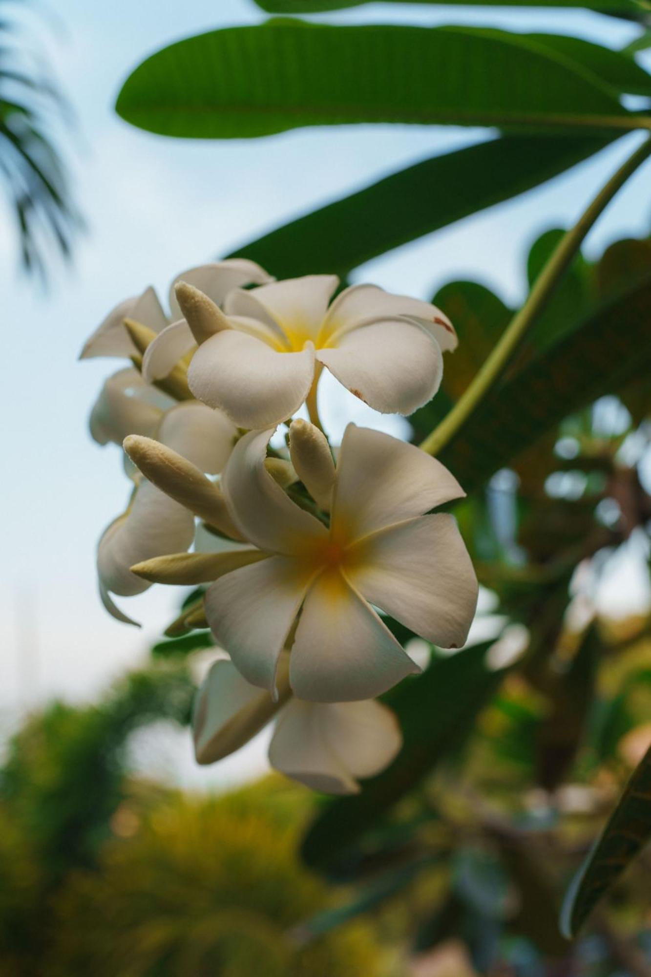 Pinnacle Koh Tao Resort Εξωτερικό φωτογραφία