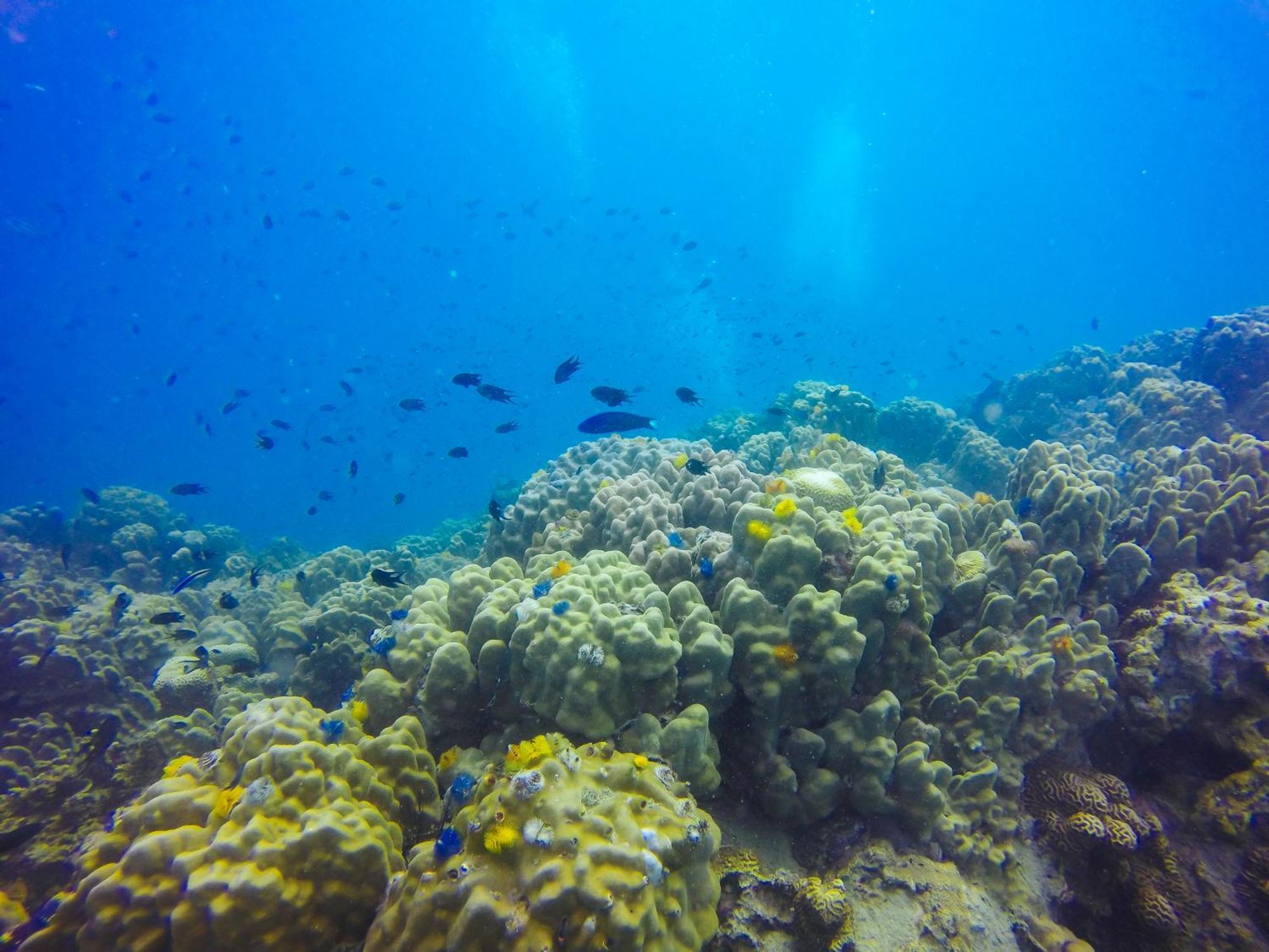 Pinnacle Koh Tao Resort Εξωτερικό φωτογραφία
